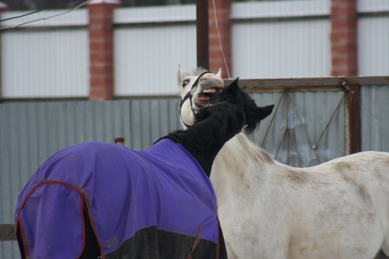 IMG_1467.jpg1.jpg"%20height="533"%20width="800